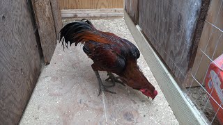 Qaib Thaib / Young Rooster Thai Game Fowl 2024