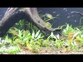 cryptocoryne 75 gallon mostly crypt planted aquarium