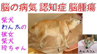 【視聴注意】老犬介護  認知症か脳腫瘍か…てんかん発作 柴犬わん太の彼女、柴犬玲ちゃんの3度目の発作