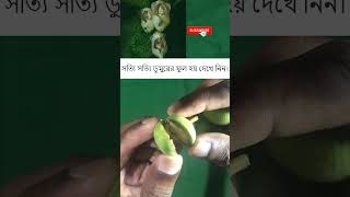 ডুমুরের ফুল দেখে নিন । #shortvideo #shorts  #short