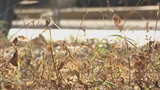 Johnson City's 'Ugliest Lawn Contest' | FOX 7 Austin