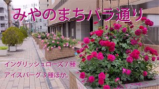 [Miyanomachi Rose Street] May rose flowering and June rose pruning