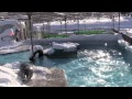 母が気になるゼニガタアザラシちはる~harbor seal