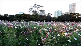 浜離宮庭園の　コスモス畑　o(^o^)o\