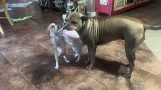 Puppy Cam! Cold ❄️rainy day in Texas.