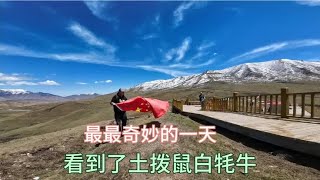 床车旅行中国，一路向西一来最奇妙的一天，白牦牛土拨鼠都看到啦