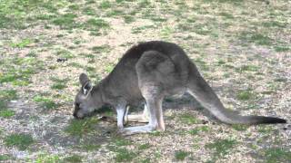 Wallaby at Grampians, Victoria, Australia