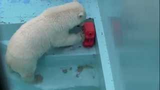 ポリタンクから餌を出して食べるアイラ〜Polar Bear \