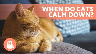 What AGE Do KITTENS CALM DOWN? 🐱 (Kitten to Adult Cat Development)