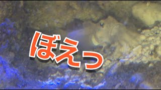 海水魚水槽を汚しまくるミズタマハゼくん