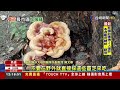 奇景！野生靈芝長在高雄市區 大如披薩