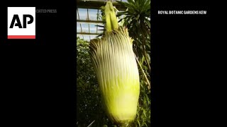 Timelapse of endangered Titan arum, also known as corpse flower, blooming in London