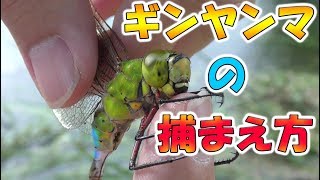 【ギンヤンマ】の捕まえ方　銀のヤンマ！！！