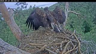 20240721(RU)白尾海鵰-白尾妹Branched-White-tailed eagles Chulman \u0026 Kama in Lower Kama National Park