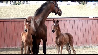 Double Up: Mare with two foals