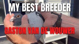 My BEST Breeder From GASTON VAN DE WOUWER