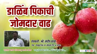 डाळिंब पिकाची जोमदार वाढ मिळवण्याचे आधुनिक तंत्र प्लॅन्टो कृषी तंत्र | Best Growth of Pomegranate