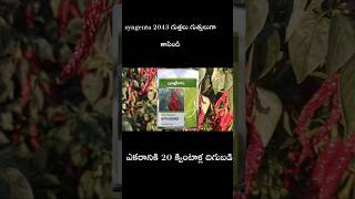 syngenta 2043 redchilli #redchilli #nelathallivlogs #farming #seeds