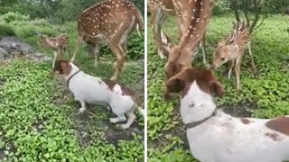 New fawn meeting the yard animals