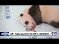 twin giant pandas celebrate 1 month birthday in hong kong