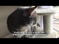 雀の巣に興奮する猫 cat gets excited about sparrows