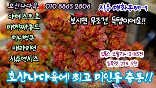 호산나다육에서 최고 예쁜다육들 소개 | 대품아메스트로(1만4천) 대박!! 단풍 매직쨈골드 미니벨금4천 보톡스아메치스2개5천 | 실크베일1만 | 호산나다육010 8865 2806