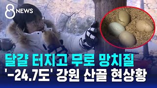 달걀 터지고 무로 망치질…'-24.7도' 강원 산골 현상황 / SBS 8뉴스