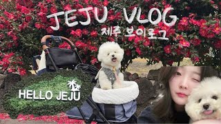 JEJU VLOG🍊| 애견동반 여행 | 맛집 카페 핫플 추천 | 온 세상이 데이식스❣| 겨울 제주도 브이로그 (ft. DAY6)