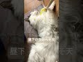 昼下がりのヘソ天 shorts 三毛猫オス 猫のいる暮らし 保護猫 ノルウェージャンフォレストキャット