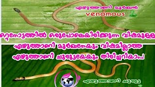 Slender coral snake എഴുത്താണി മൂർഖൻ Dumeril's black headed snake(എഴുത്താണി ചുരുട്ട)