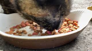 野良猫動画 春の午前中にサビ猫と三毛猫がカリカリを食べる  Stray cat Tortoiseshell cat and calico cat eat food in spring morning