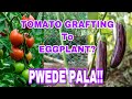 TOMATO GRAFTING to EGGPLANT/PAANO MADUGTONG NG PUNO NG KAMATIS SA PUNO NG TALONG?  #DorieInsonVlog