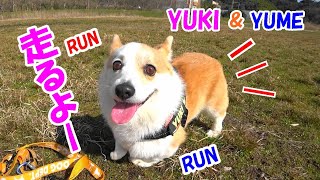 コーギーのゆき＆ゆめ　広場で走る(ゆきのお尻フリフリ） YUKI \u0026 YUME runs on the recreation ground