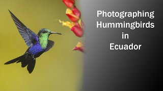 Hummingbirds of Ecuador