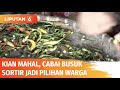 Gagal Panen Buat Harga Cabai Melonjak, Pembeli Berburu Cabai Busuk | Liputan 6