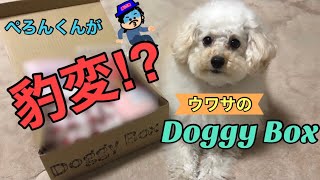 はじめてのドギーボックス2月号に豹変🐶⚡️⚡️【Doggy Box】【マルプー】