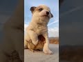 Respect to this dog saving the chicken from cold, Cute baby #short