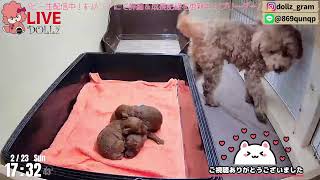 【子育て 生配信】トイプードル 子犬 13日齢 【2025/2/23】