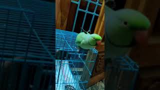 My green parrot abi talking