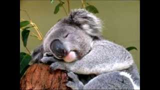 Kenny the Koala