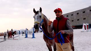 دردشة عن horsemanship ضمن فعاليات Horse Fans Event.  part #1