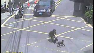 車に踏み潰される犬