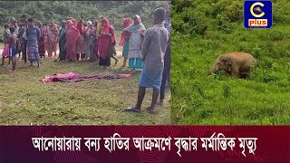 আনোয়ারায় বন্য হাতির আক্রমণে বৃ'দ্ধা'র ম-র্মা-ন্তি-ক মৃ*ত্যু, খ/ন্ডি/ত হয়ে পড়ে ছিল দেহাবশেষ | Cplus