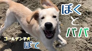 愛犬とぼく男2人でお出かけ【ゴールデンレトリバー生後4ヶ月ぽて】