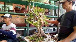 Creating Jin on Juniper Bonsai