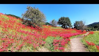 【栃木県那須町】簑沢彼岸花公園