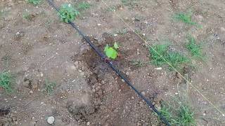 planting of green grape seedling / ვაზის დარგვა მწვანე ნერგით