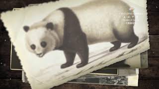 #amazingChina EP66: Giant Panda Discovered