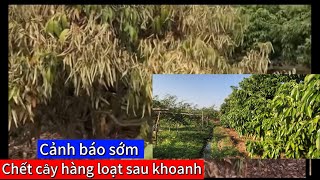 Nguyên nhân cơ bản khiến cây vải chết sau khi khoanh vỏ 30/11/2024 dl