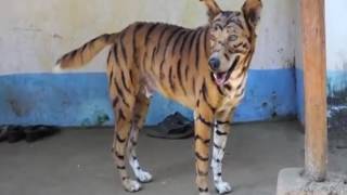 Dog Turns into a Tiger in Udipi Karnataka | More Videos, News videos